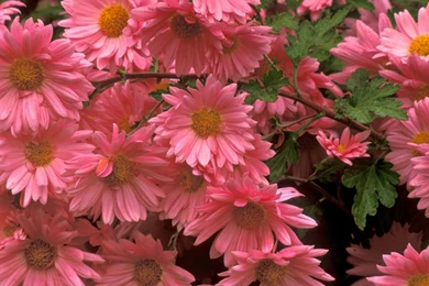 Beautiful Flowers Wallpapers For Desktop Hd   Wallpapers High ...