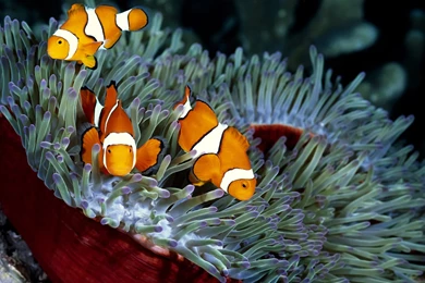 30 HD Tropical Beach Backgrounds