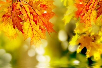 Autumn Relief By Designcrown.com   Desktop Wallpapers