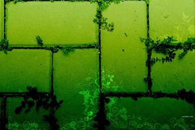 Green Wall Wallpapers And Images   Wallpapers, Pictures, Photos