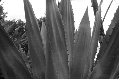 Agave Americana 2 Wallpapers By Suzieluvsu ~ Wallpapers   Fondos De ...