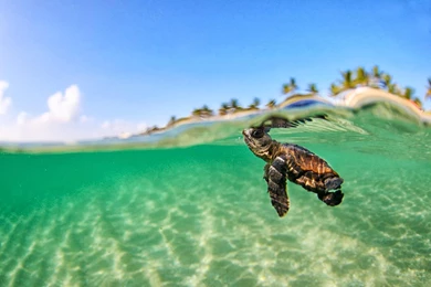 Download Free HQ Bora Bora Wallpapers