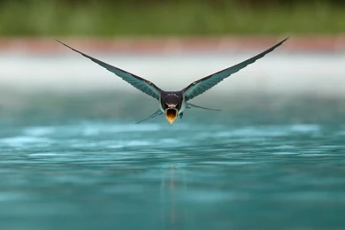 Swallow Drinking While Flying Wallpapers
