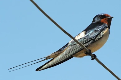 Swallow Wallpapers   Animals Town