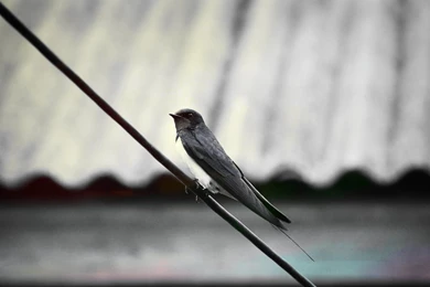 Swallow Wallpapers By OllieSky On DeviantArt