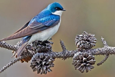 MALE TREE SWALLOW WALLPAPER   (