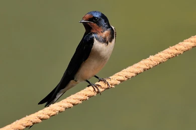 Cyprus Swallow Wallpapers