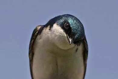 Tree Swallow   (