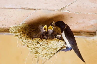 Swallow's Nest HD Desktop Wallpapers : Widescreen : High Definition ...