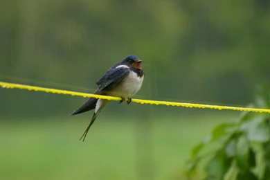BARN SWALLOW IN THE POURING RAIN WALLPAPER   (
