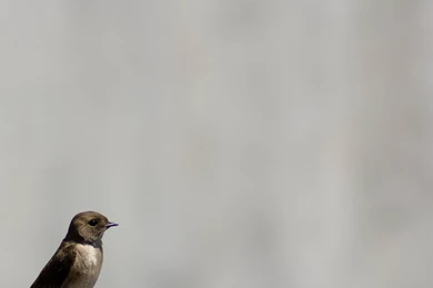 Northern Rough Winged Swallow In Idaho