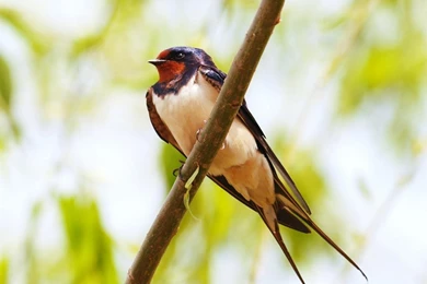 SWALLOW HIRUNDO RUSTICA WALLPAPER   (