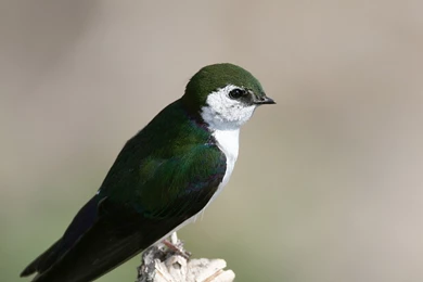 Download Wallpapers 1920x1080 North American Swallow, Tachycineta ...