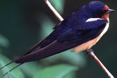 Free Swallow Wallpapers Download   Animals Town