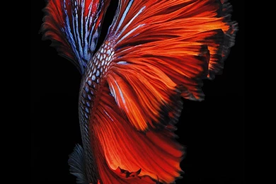 Moving Wallpapers iPhone   Wallpapers Zone