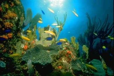 Animated Gif Desktop Backgrounds   Wallpapers HD Base