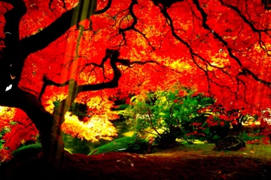 Animated Gif Desktop Backgrounds Mac