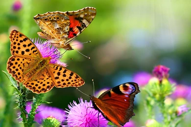 Free Butterfly Wallpapers   Wallpapers Zone
