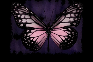 Wallpapers Butterfly Pink   All Wallpapers New