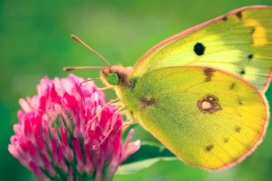 Free Images Of Butterflies   HD Wallpapers And Pictures