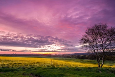 Purple Nature Wallpapers 58B