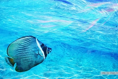 Tropical Fish Backgrounds   Wallpapers Cave