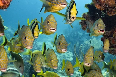 Tropical Fish Wallpapers 1920x1080 Wallpapers,Sea Life 1920x1080 ...