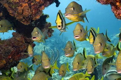 Beautiful Fish HD Wallpapers Free Download