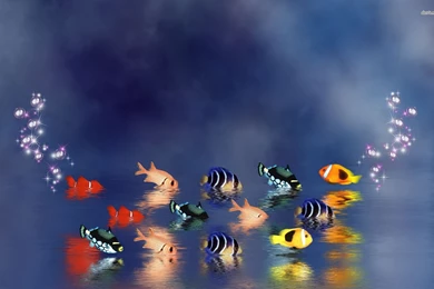 Wallpapers Fish