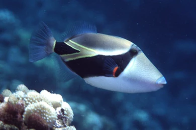 Download Tropical Fish Backgrounds Tropical Fish Wallpapers For