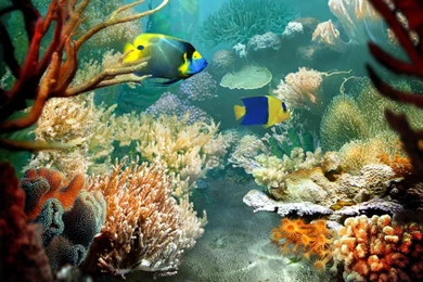 Tropical Fish Live Wallpapers Desktop HD