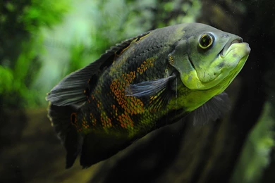 Water Wizard: Tropical Fish Photography Wallpapers 3 － Animal ...