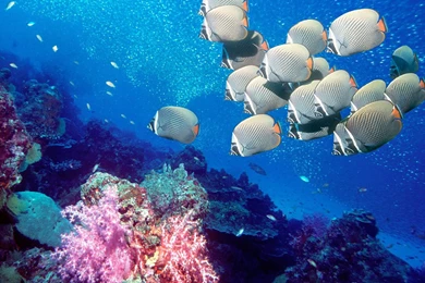 Tropical Fish Win7 Wallpapers 7 － Animal Wallpapers   Free ...