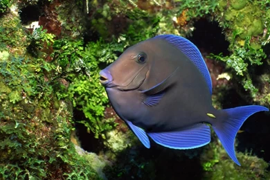 My Free Wallpapers   Nature Wallpapers : Tropical Fish