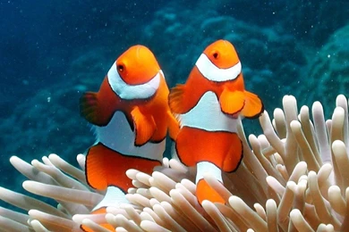 Fish Wallpapers Page 50: Shad Fish Illustration Painting Art ...