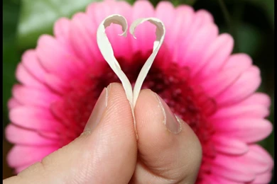 Lovely Flower Wallpapers   Wallpapers HD Fine