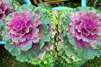 LOVELY FLOWERS WALLPAPER   (