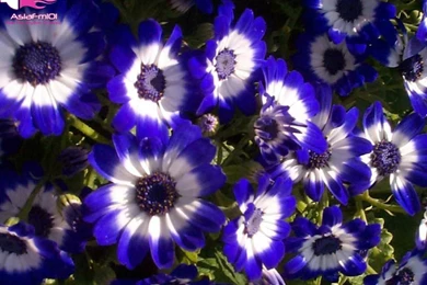 Latest And Big Collection Of Flowers Wallpapers, New All Types Of ...