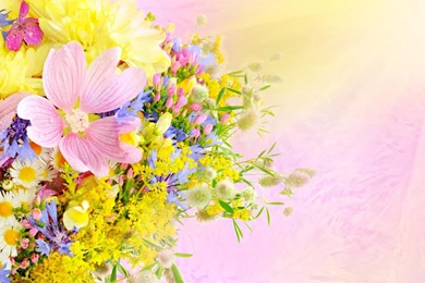 Lovely Flowers Wallpapers   (