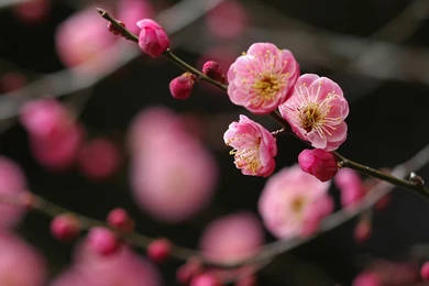 Lovely Pink Flowers >> HD Wallpaper, Get It Now!
