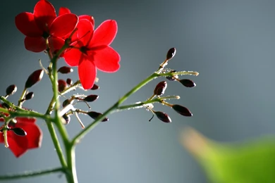 Lovely Flower Wallpapers   Windows 10 Wallpapers