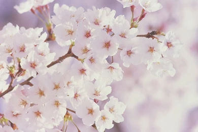 Spring Flowers Pictures