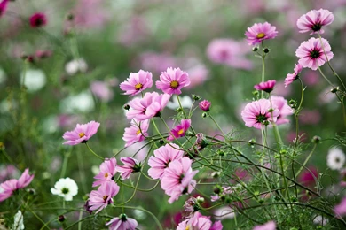 Nature Flowers Of Spring Wallpapers HD Download Desktop