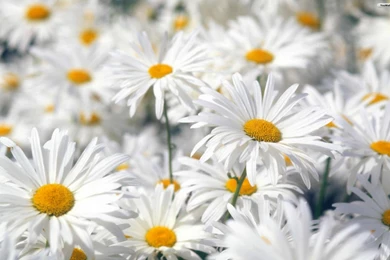 Spring Flowers Wallpapers