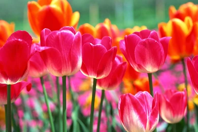 Beautiful Spring Flowers Wallpapers