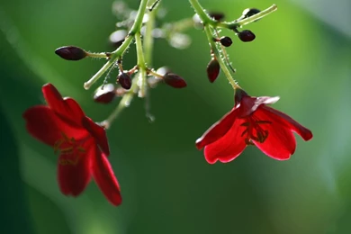 Spring Flowers Wallpapers 17, HD Wallpapers Downloads