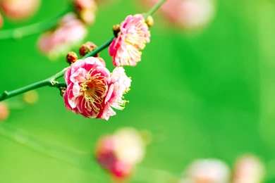 Spring Flowers Wallpapers