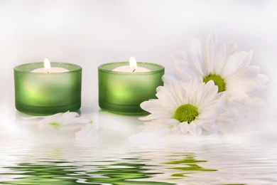 White Spring Flowers Wallpapers   8721