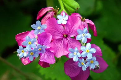 Spring Flower Wallpapers