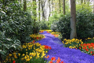 Spring Flowers Wallpapers